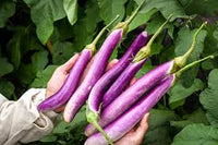 Eggplant- Ping Tung Long