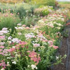 Favorite Berries – Organic Yarrow Seed