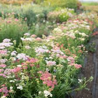 Favorite Berries – Organic Yarrow Seed