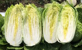 Haku – Chinese Cabbage Seed