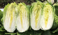 Haku – Chinese Cabbage Seed