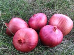 Rossa di Milano – Organic Pelleted Onion Seed