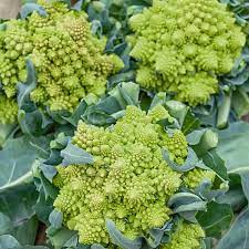 Broccoli Romanesco Vegetable Seeds
