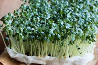 Kale, Toscano – Organic Microgreen Seed