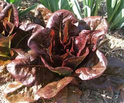 Rouge d’Hiver – Organic Lettuce Seed