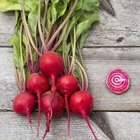 Chioggia Guardsmark – Organic Beet