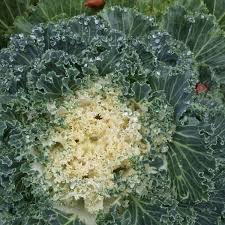 Kale- Ivory Garden