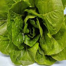 Parris Island – Organic Lettuce Seed