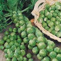Brussels Sprouts- Long Island Improved