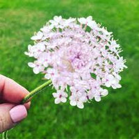 Lacy Pink – Didiscus Seed