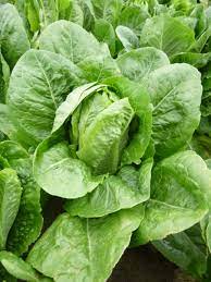 Parris Island – Organic Lettuce Seed