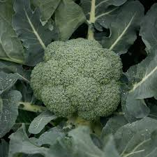 Gypsy – Broccoli Seed