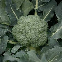 Gypsy – Broccoli Seed