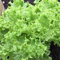 Endive- Green Curled Ruffec