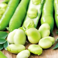 Broad Bean- Aquadulce bulk seed 100g