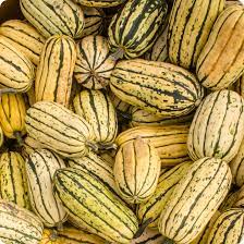 Jester – Delicata Squash Seed