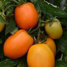 Sunrise Sauce – Tomato Seed