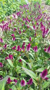 Ruby Parfait – Celosia Seed