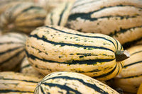Jester – Delicata Squash Seed