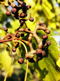 Japanese Raisin Tree