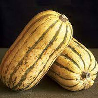 Jester – Delicata Squash Seed