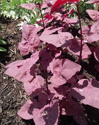 Scarlet Orach – Specialty Green Seed