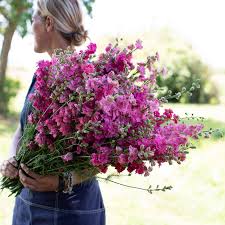 Galilee Carmine – Organic Larkspur Seed