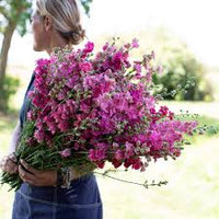 Galilee Carmine – Organic Larkspur Seed