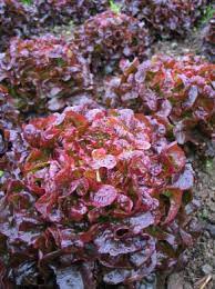 Oscarde – Lettuce Seed