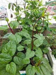 Red Malabar Spinach – Specialty Green Seed