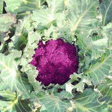 Cauliflower- Purple Sicily