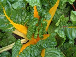 Heart of Gold – Organic Swiss Chard Seed