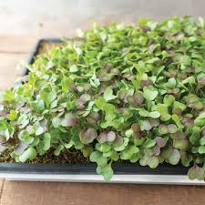 Kale, Kalefetti Mix – Organic Microgreen Seed