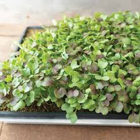 Kale, Kalefetti Mix – Organic Microgreen Seed
