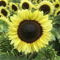 Sunflower- Compact Calypso Spray F1