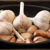German Red – Garlic Bulbs