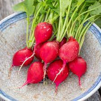 Radish Scarlet Globe Organic Vegetable Seeds