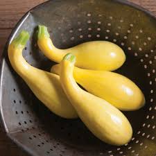 Gold Star – Yellow Summer Squash Seed