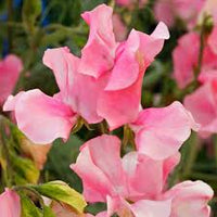 Sweetpea- Solstice Salmon