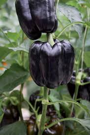 Lilo – Organic Bell Pepper Seed