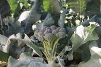 Monflor – One-Cut Broccoli Seeds
