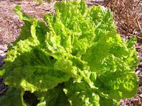 Lettuce- Australian Yellow Leaf