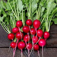 Sora – Organic Radish Seed