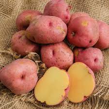 Red Gold – Seed Potatoes