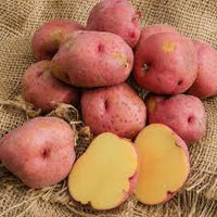 Red Gold – Seed Potatoes