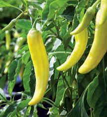 Pepper Sweet Banana Vegetable Seeds