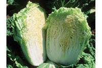 Minuet – Chinese Cabbage Seed