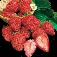 Earliglow – Strawberry Plants