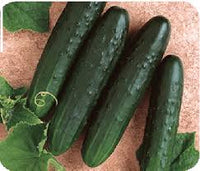 General Lee – Treated Cucumber Seed