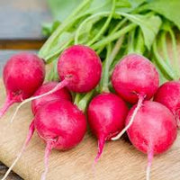Pink Beauty – Organic Radish Seed